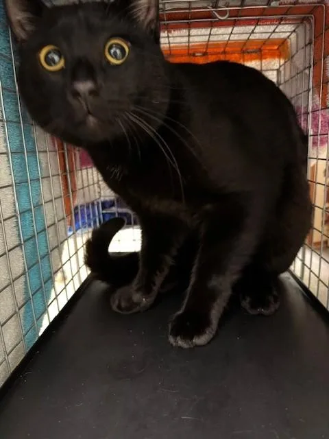 A young small-sized male Domestic Short Hair cat named Wally for adoption in Fort Myers, FL