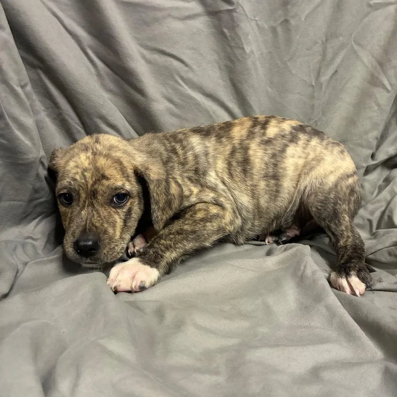 Nebula Starr thumbnail 2