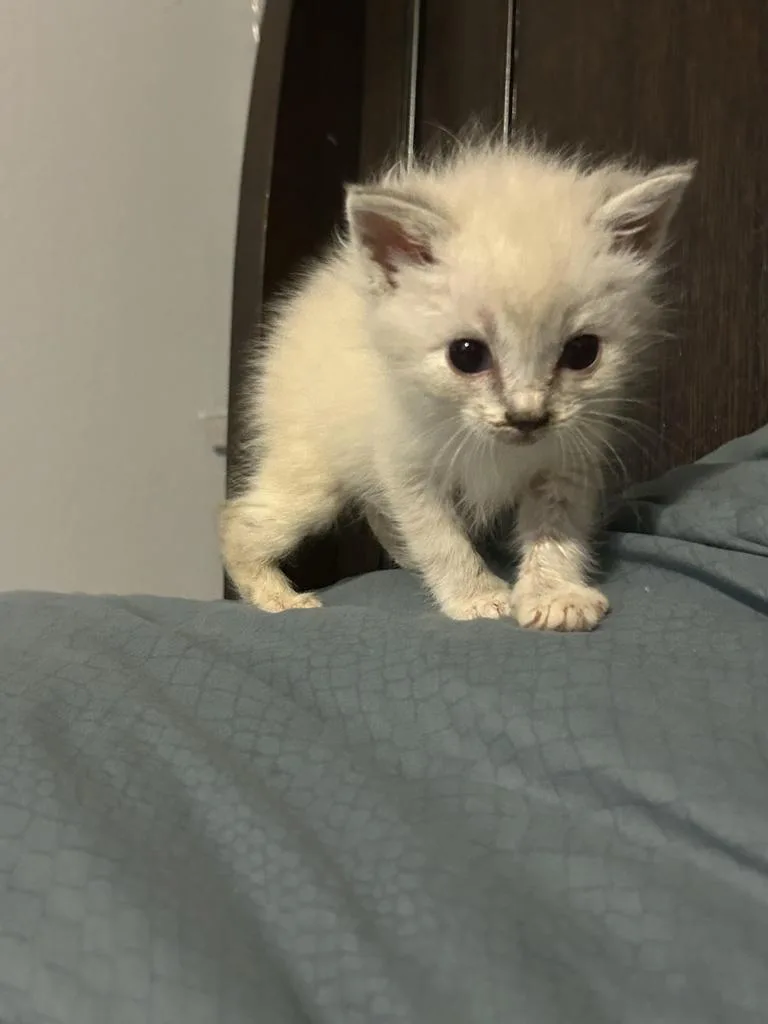 A baby medium-sized female Domestic Short Hair cat named Chai for adoption in Johnson City, TN