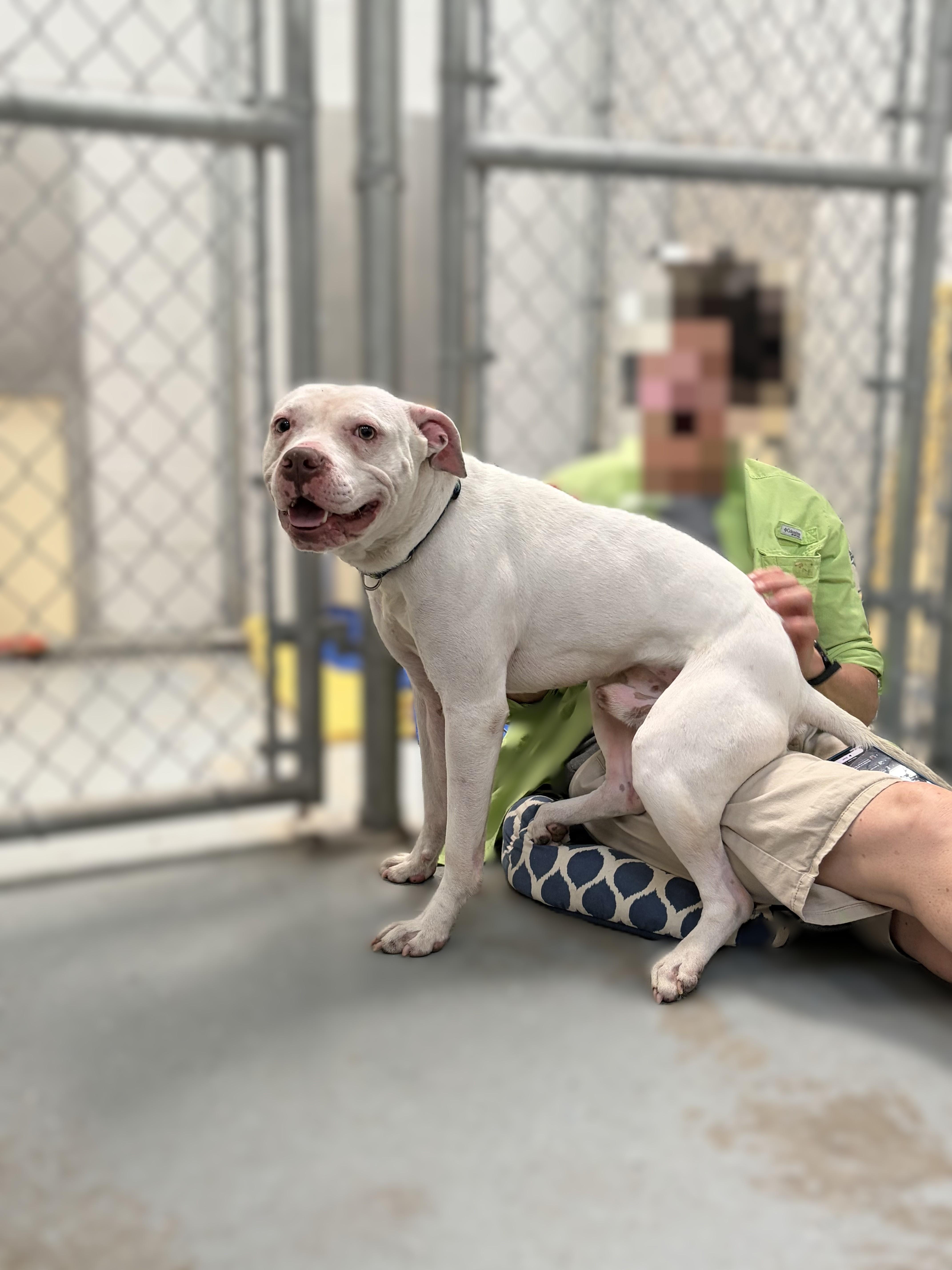 An adult medium-sized male White / Cream Pit Bull Terrier dog named Adam for adoption in Ashland, MA