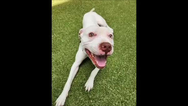 Adam thumbnail 2