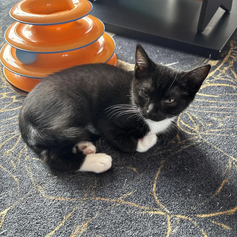 A baby small-sized female Black & White / Tuxedo Domestic Short Hair cat named Billina for adoption in Asheville, NC