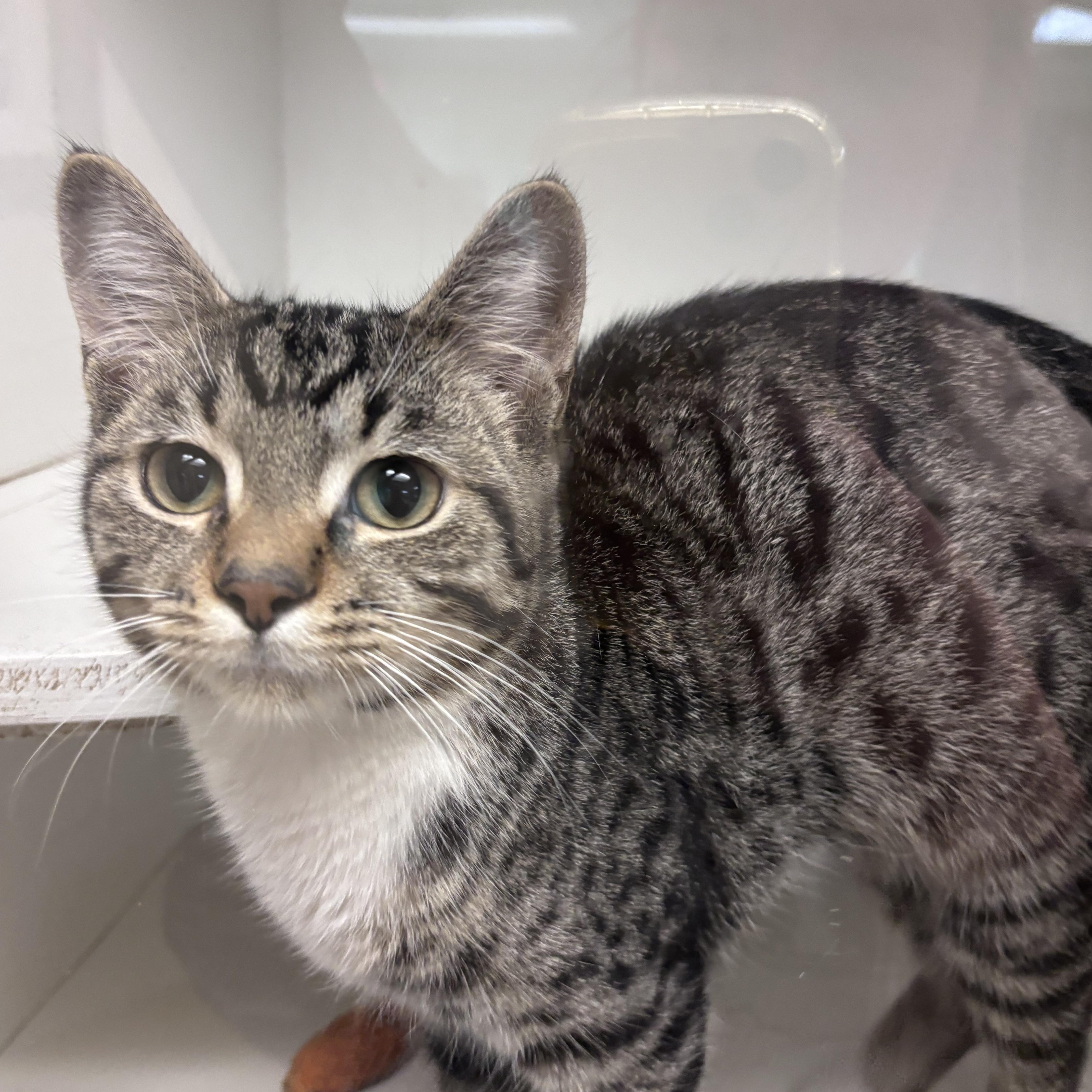 An adult medium-sized male Tabby (Brown / Chocolate) Domestic Short Hair cat named Freddie for adoption in New Castle, IN