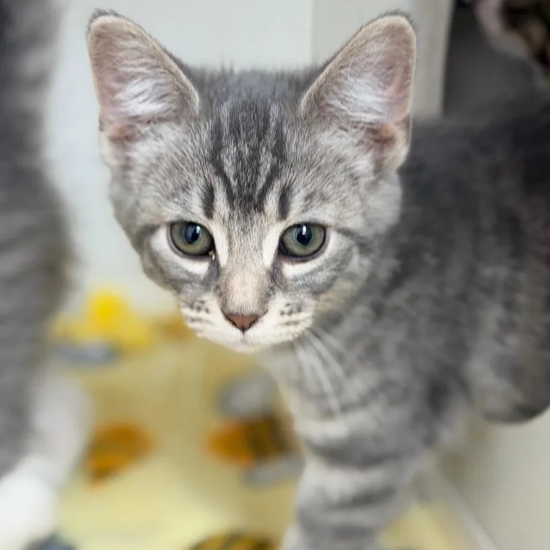 A baby small-sized female Gray / Blue / Silver Domestic Short Hair cat named Quinn for adoption in Champaign, IL