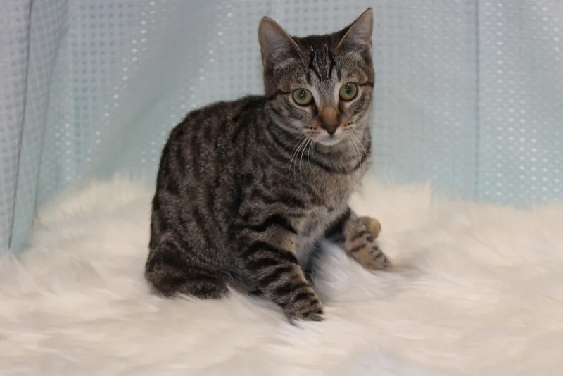 Honeybun thumbnail 2