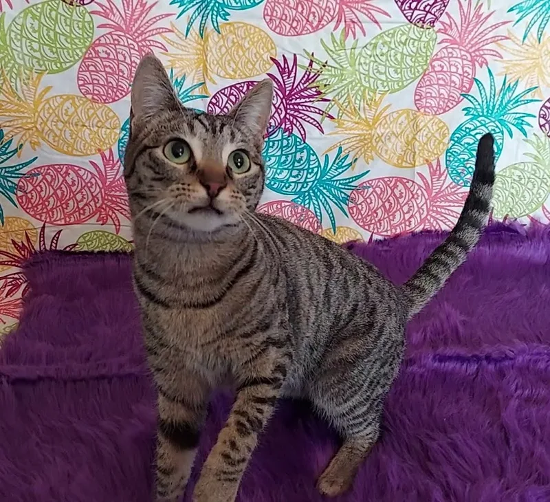 Honeybun thumbnail 3