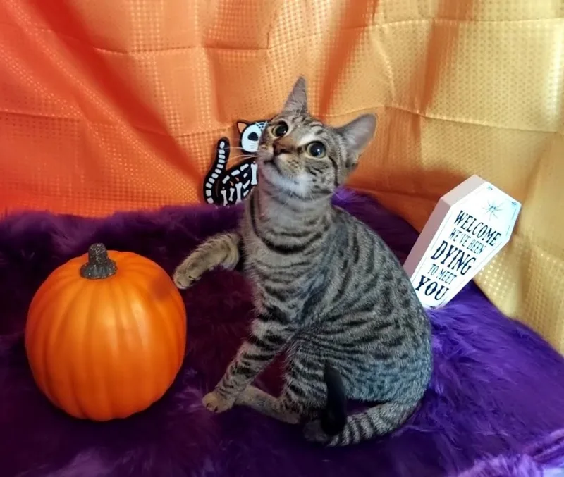 Honeybun thumbnail 4