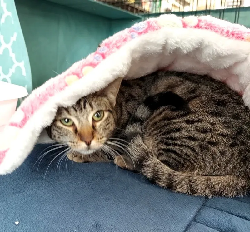 Honeybun thumbnail 5