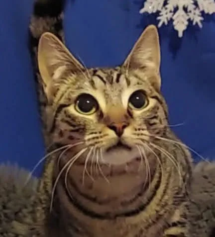 Honeybun thumbnail 6