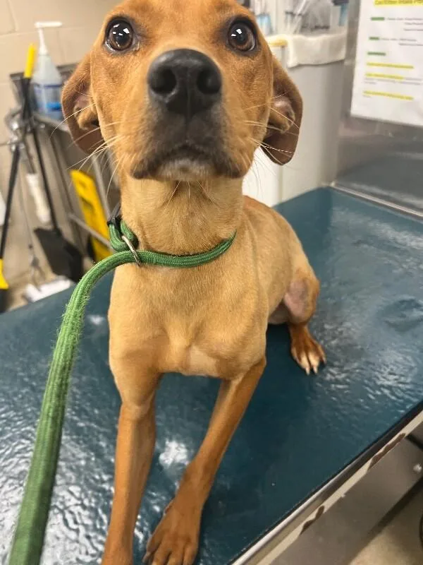 An adult medium-sized female Yellow / Tan / Blond / Fawn Mixed Breed dog named Koko for adoption in Mobile, AL