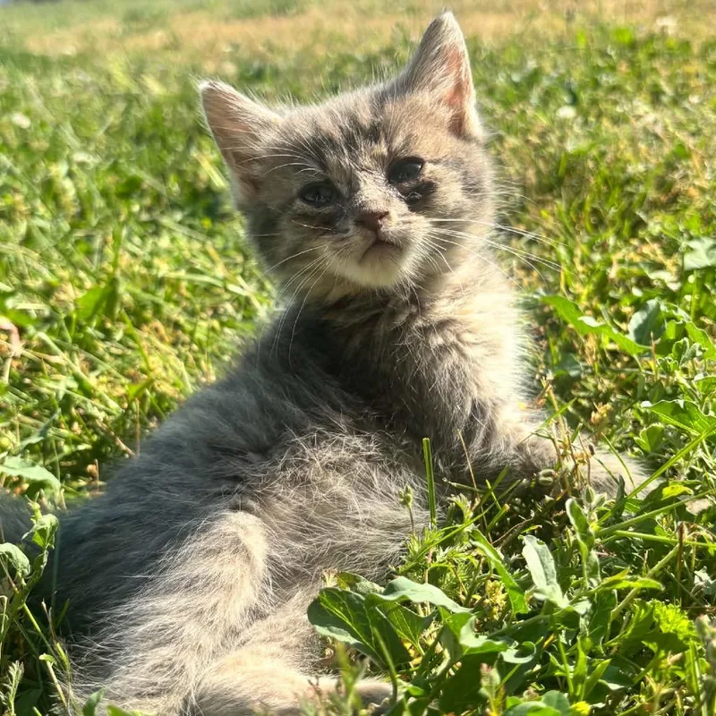 A baby medium-sized male Gray / Blue / Silver Domestic Short Hair cat named Zuko C for adoption in Napoleon, OH