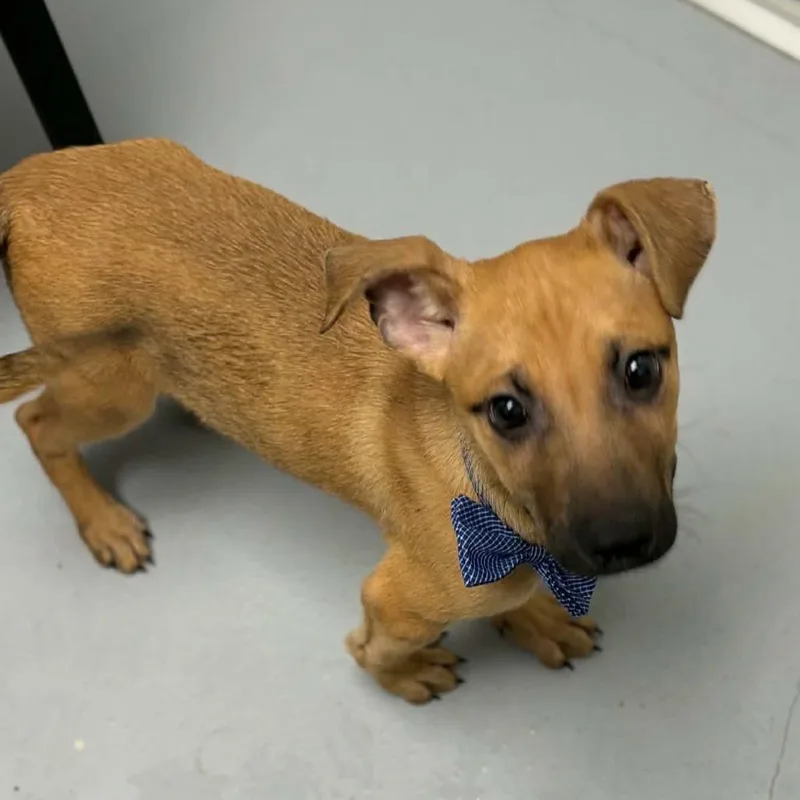 A baby small-sized male Yellow / Tan / Blond / Fawn Shepherd dog named Forrest for adoption in Concord, NC