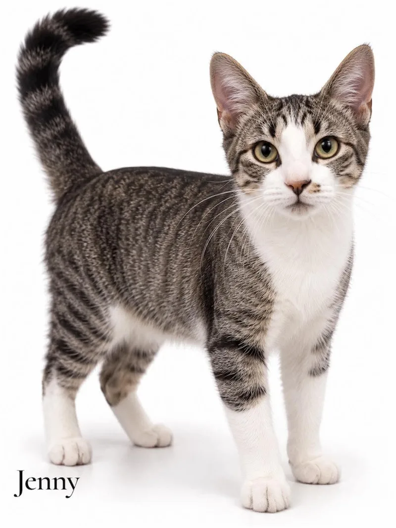 An adult medium-sized female Domestic Short Hair cat named Jenny for adoption in Stevensville, MI