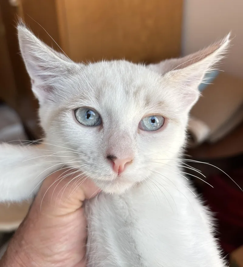 A young medium-sized female Buff & White Domestic Short Hair cat named Coco for adoption in Sierra Vista, AZ
