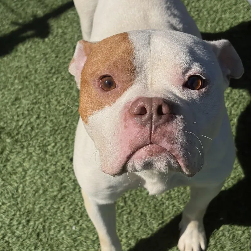 An adult medium-sized male White / Cream Boxer dog named Crocodile Rock for adoption in Matteson, IL