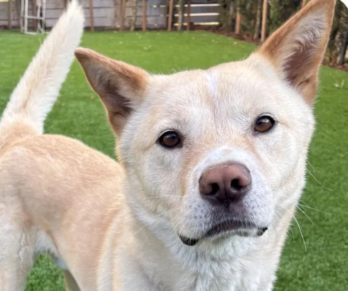 An adult medium-sized male Jindo dog named Maru for adoption in San Ramon, CA