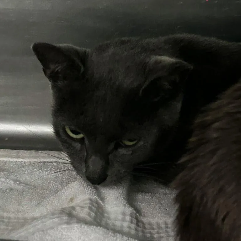 A young medium-sized female Gray / Blue / Silver Domestic Short Hair cat named Adalinda for adoption in Spruce Pine, NC