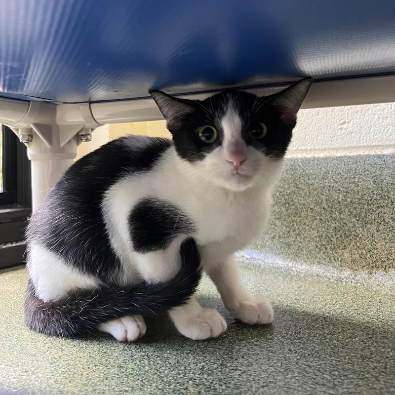 A baby small-sized male Domestic Short Hair cat named Cody for adoption in Naples, FL