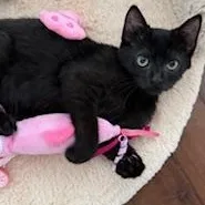 A young small-sized female Black Domestic Short Hair cat named Raven for adoption in Garden Grove, CA