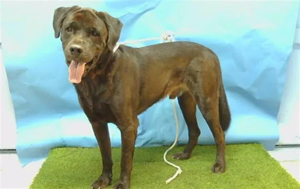 An adult large-sized male Labrador Retriever dog named Panther for adoption in Gardena, CA