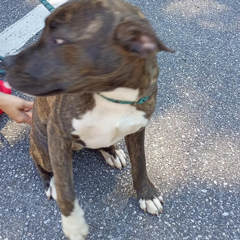 A young medium-sized female Brindle Mixed Breed dog named Flower for adoption in Columbus, GA