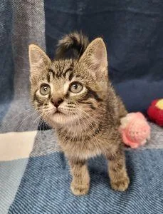 A young medium-sized male Domestic Short Hair cat named Ivan for adoption in Bucyrus, OH