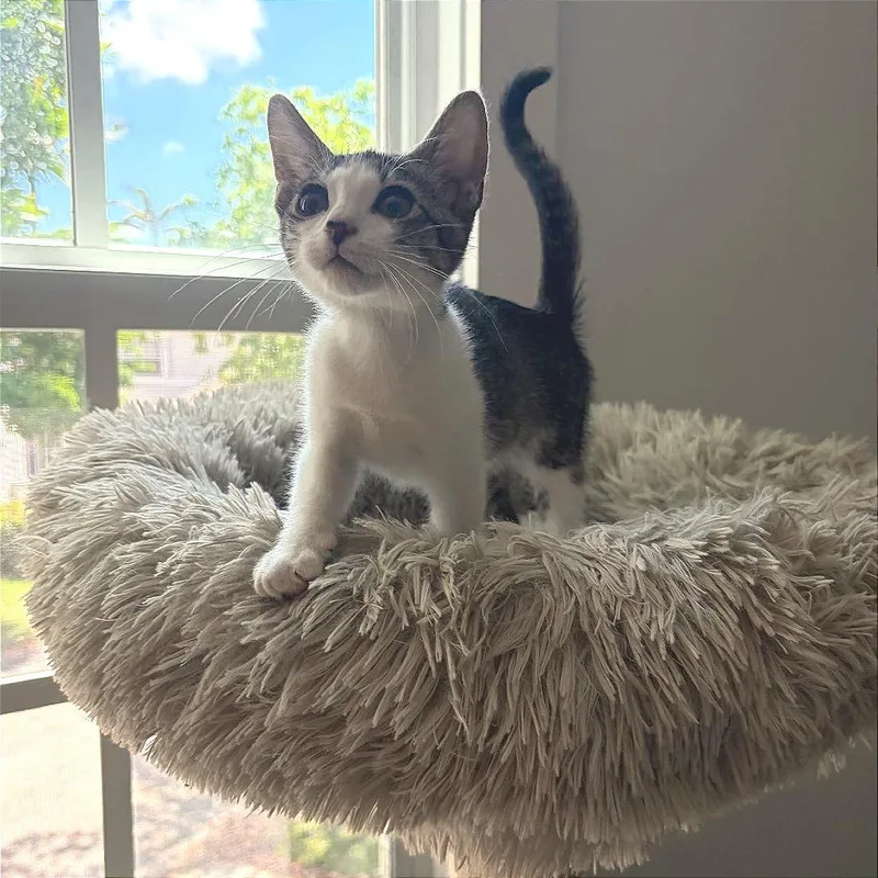 A baby small-sized female Brown / Chocolate Domestic Short Hair cat named Chloe for adoption in Hamburg, NY