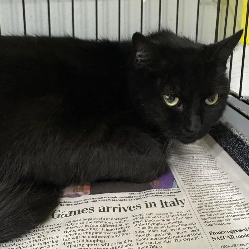 A senior large-sized female Black Domestic Short Hair cat named Sapphire for adoption in Hamburg, NY