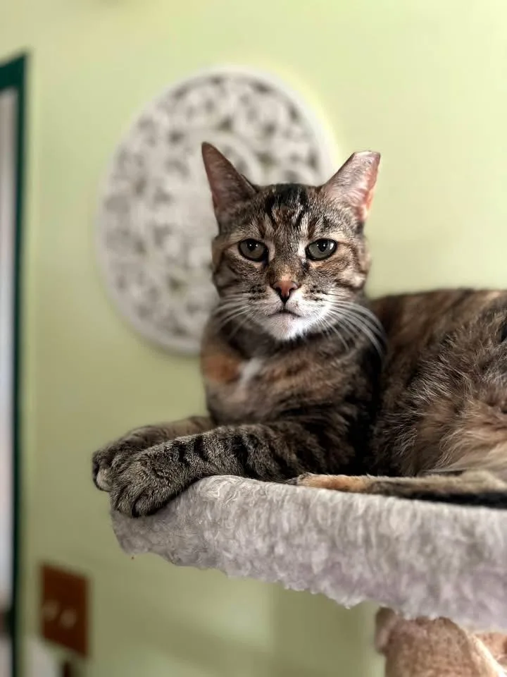 An adult medium-sized female Domestic Short Hair cat named Sasha for adoption in Murfreesboro, TN