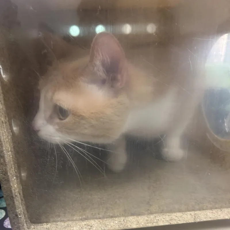An adult large-sized male Orange / Red Domestic Short Hair cat named Sage for adoption in Philadelphia, PA