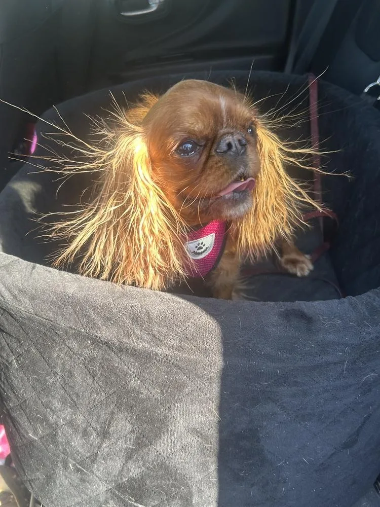 An adult small-sized female Red / Chestnut / Orange English Toy Spaniel dog named Samantha for adoption in Germantown, OH