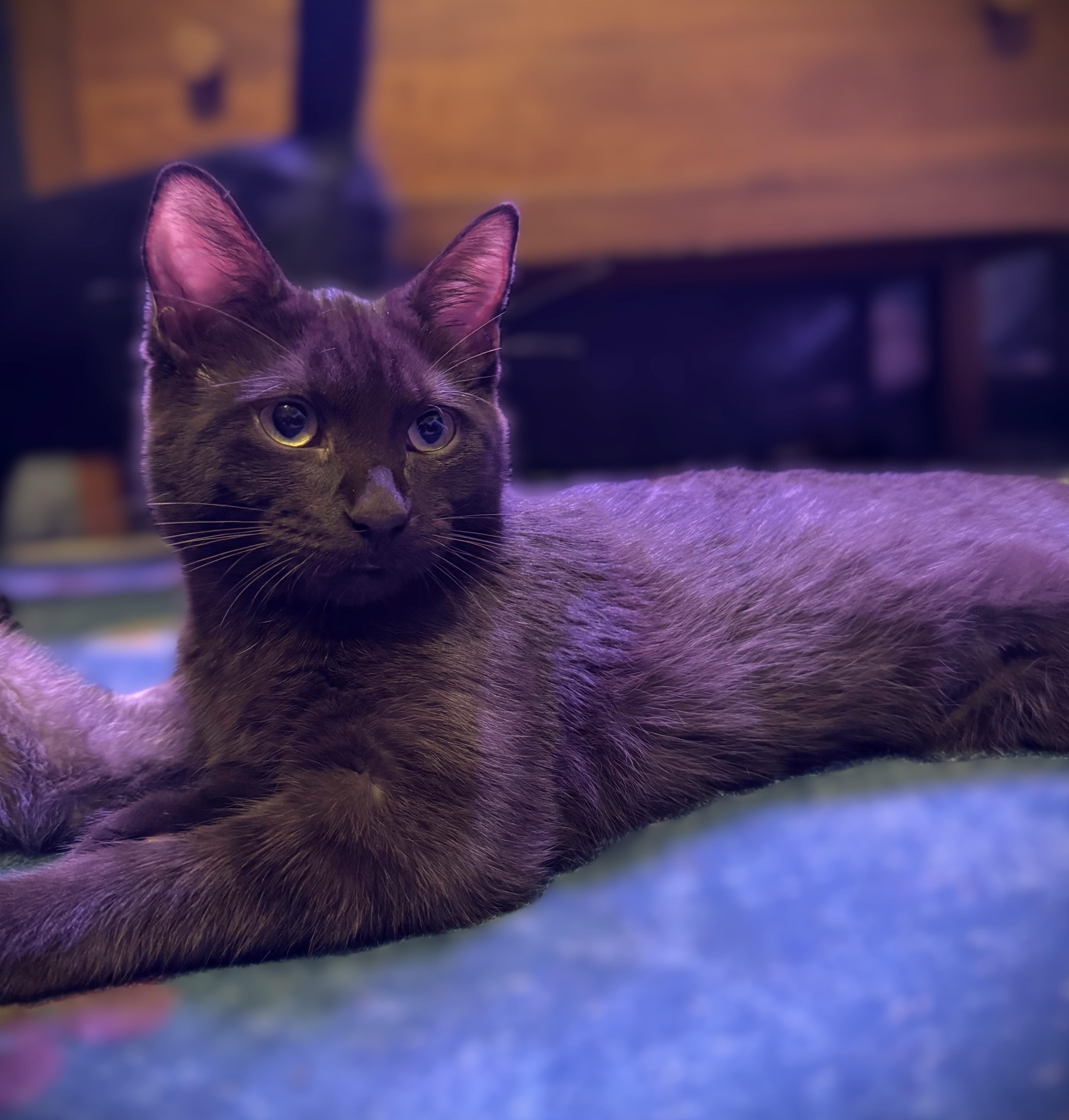 A baby small-sized female Brown / Chocolate Domestic Short Hair cat named Mauve for adoption in Mankato, MN