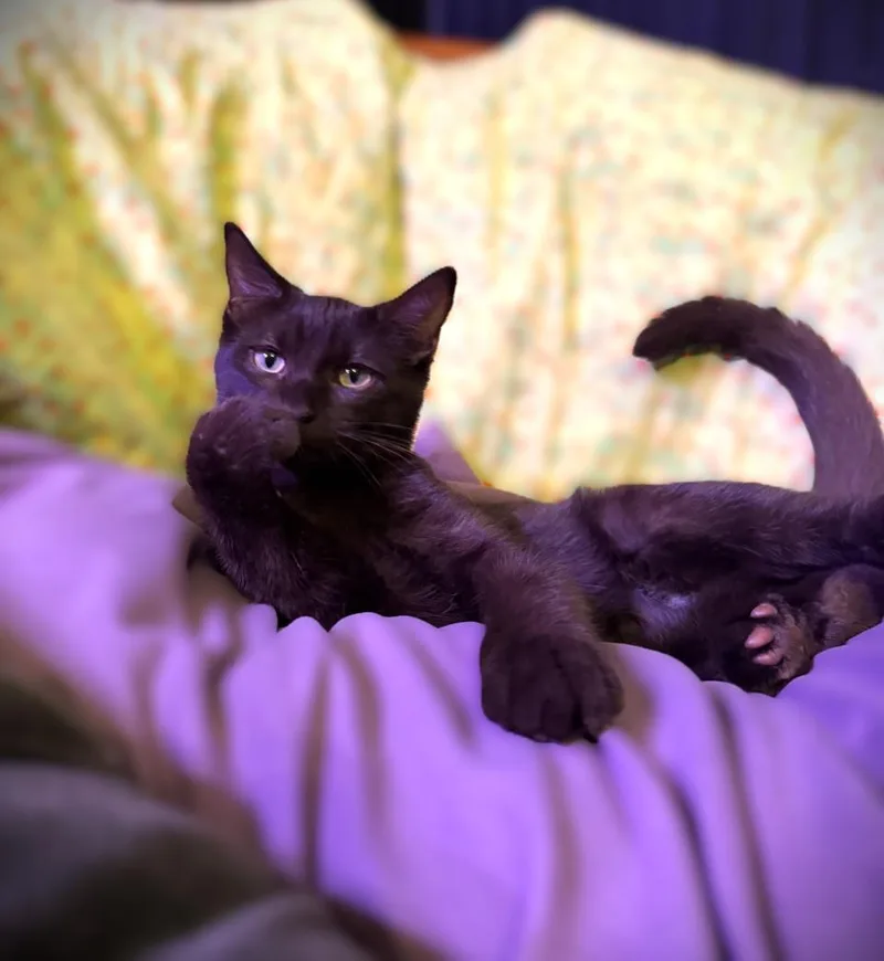Mauve thumbnail 3