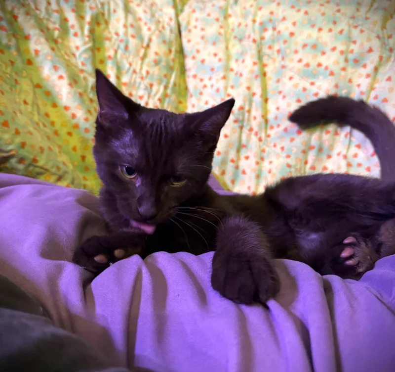 Mauve thumbnail 4