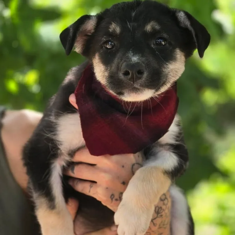 A baby medium-sized female Husky dog named Velvet for adoption in Corsicana, TX