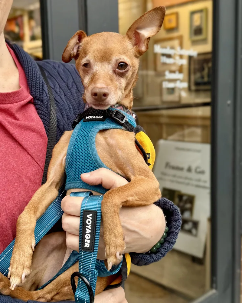 An adult small-sized female Yellow / Tan / Blond / Fawn Chihuahua dog named The Wow! for adoption in New York, NY