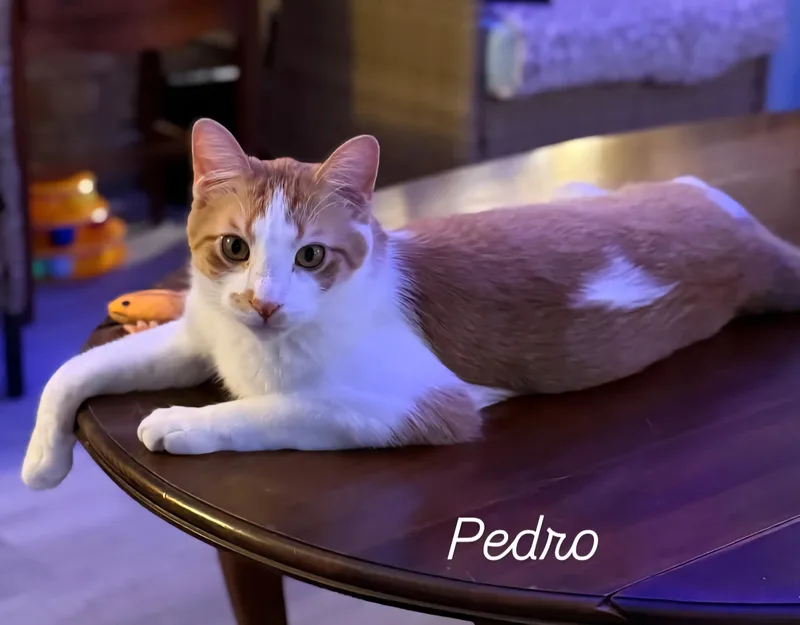 Pedro