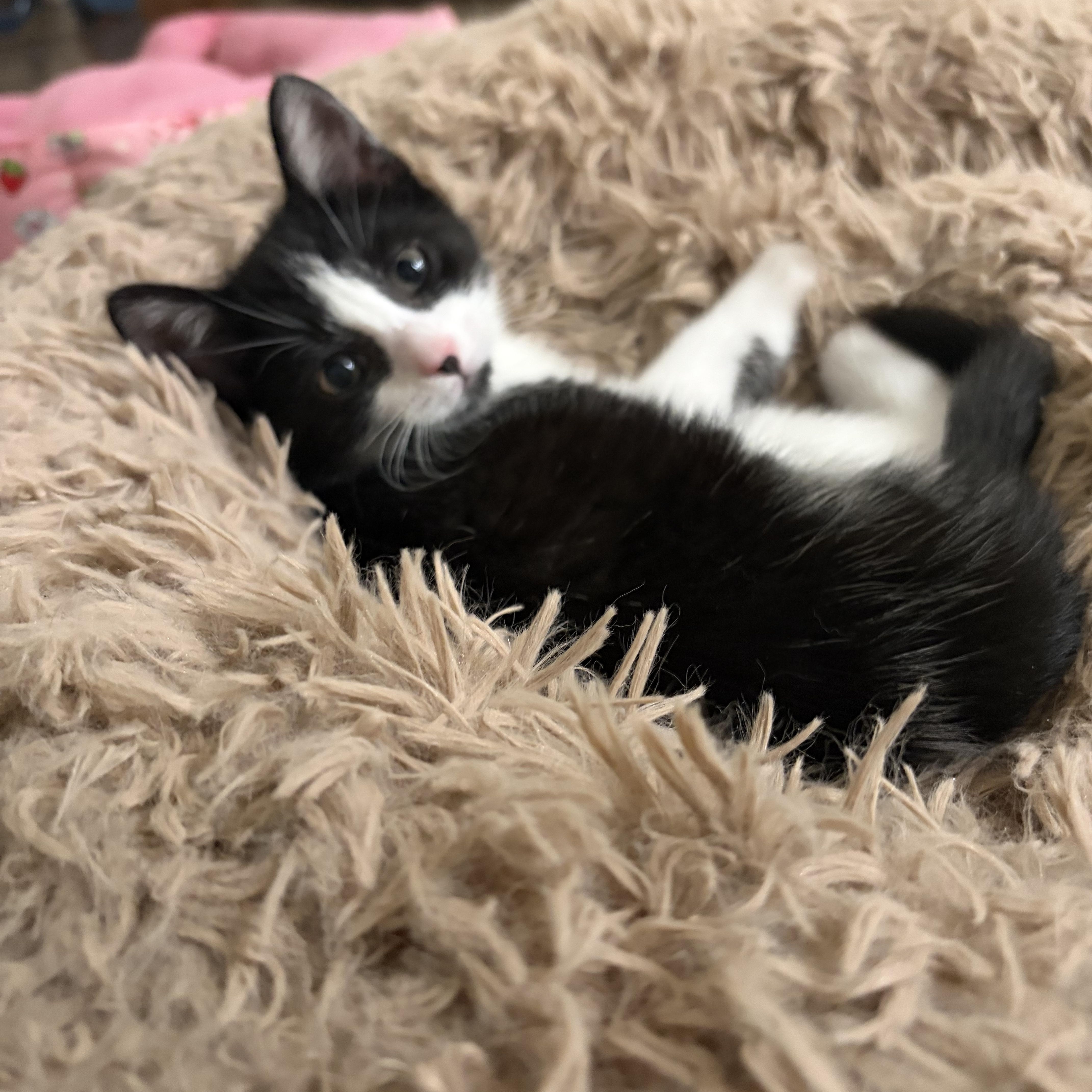 A baby medium-sized female Black & White / Tuxedo Domestic Short Hair cat named Dolly for adoption in Old Bridge, NJ