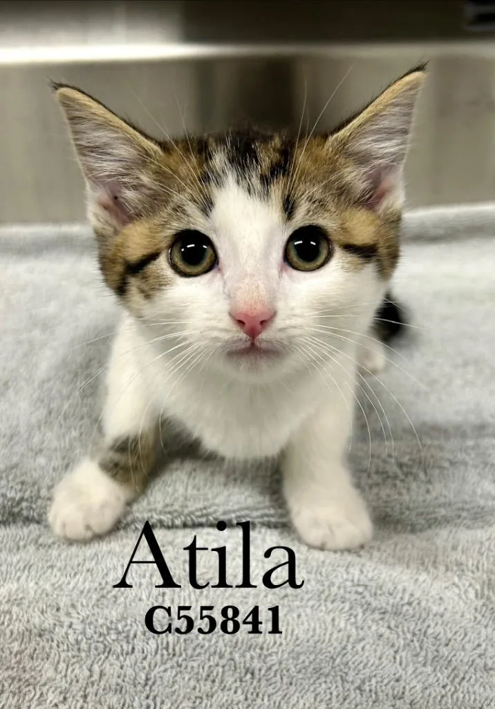 A baby medium-sized female Domestic Short Hair cat named Atila for adoption in Clarksville, TN