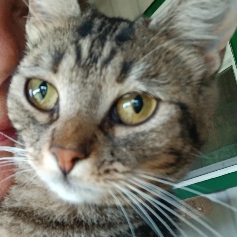 An adult medium-sized female Tabby (Gray / Blue / Silver) Domestic Short Hair cat named Squirrel for adoption in Goliad, TX