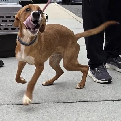 A baby medium-sized male Mixed Breed dog named Kirby for adoption in Voorhees, NJ