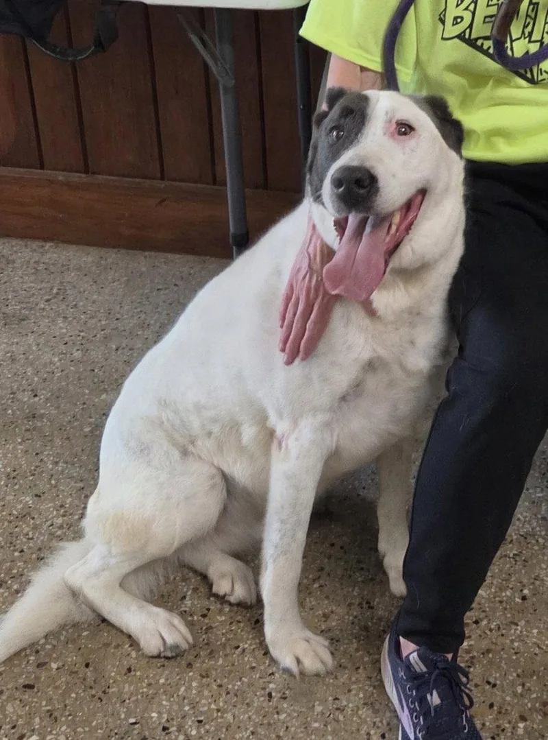 A senior medium-sized female Labrador Retriever dog named Bella for adoption in Williamsburg, IA