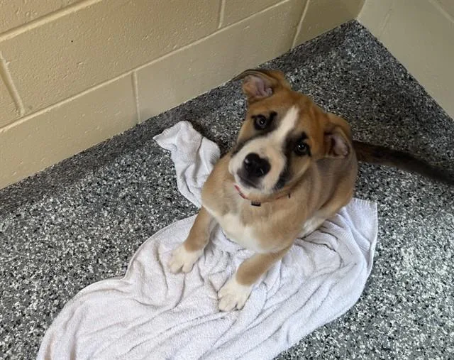 A baby medium-sized male Rottweiler dog named Bruno Fernandes for adoption in Brewster, MA