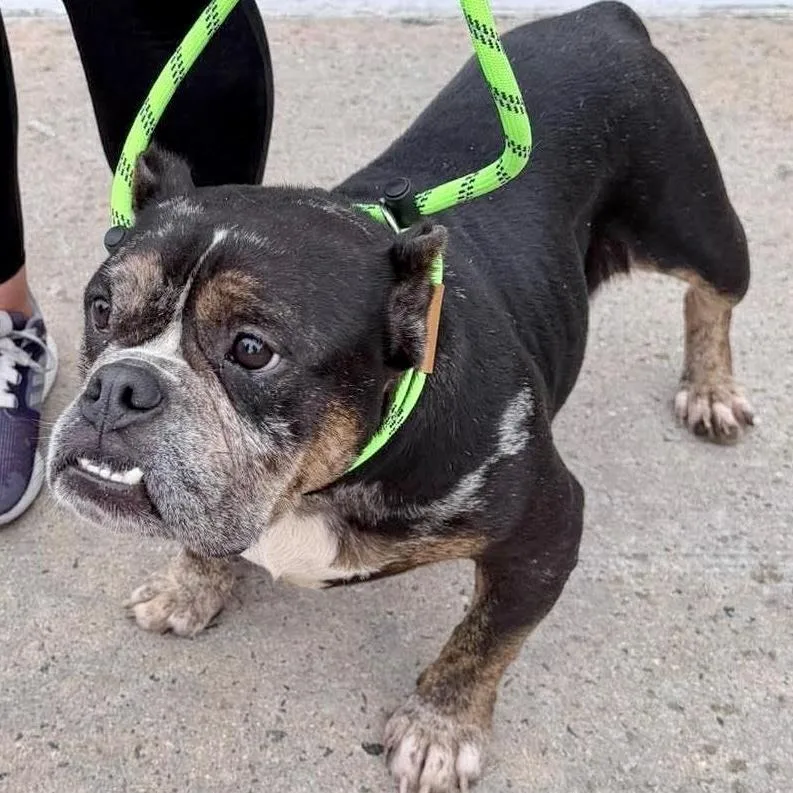An adult medium-sized female English Bulldog dog named Grace Anne for adoption in Long Island City, NY