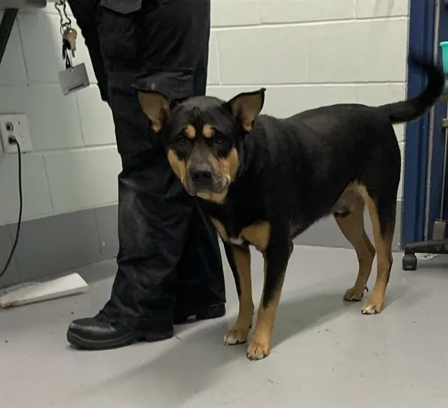 An adult large-sized male Rottweiler dog named Blackie for adoption in Corpus Christi, TX