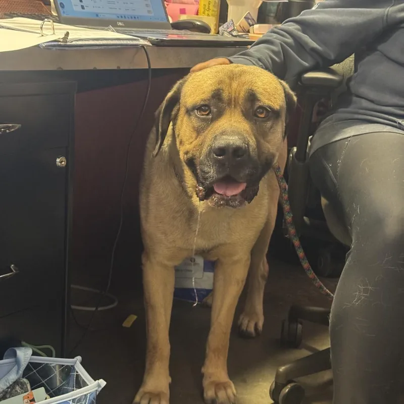 An adult large-sized male Yellow / Tan / Blond / Fawn Mastiff dog named Stewie for adoption in Wilmington, DE