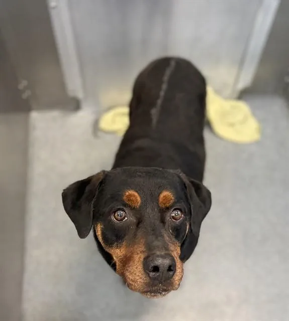 An adult large-sized male Rottweiler dog named Kimbo for adoption in Dallas, TX