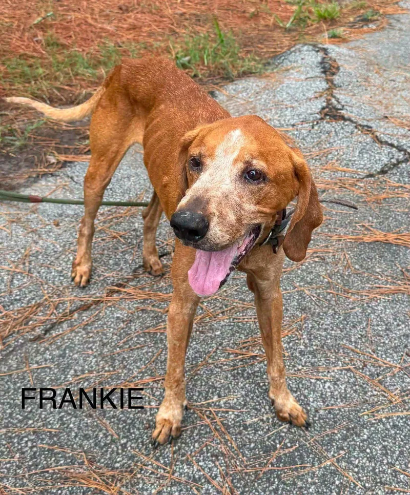 Frankie
