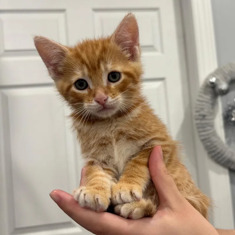 A baby small-sized male Orange / Red Domestic Short Hair cat named Bart for adoption in Fairmont, WV