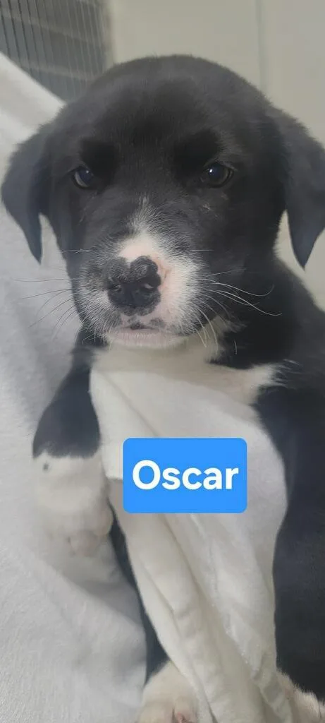 Oscar